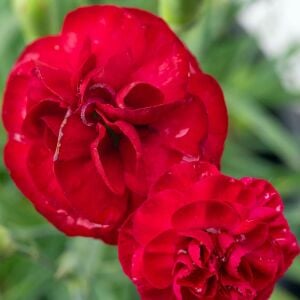 Passion parfüm kokulu karanfil fidesi perfume pinks