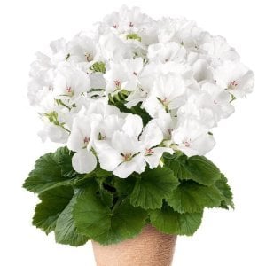 Beyaz çiçekli yediveren canan sardunya fidesi clarion white