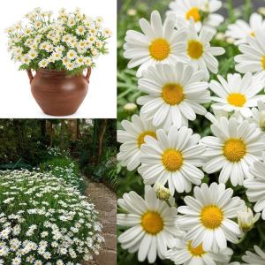 Beyaz çeşme papatyası argyranthemum limero white 3 fide