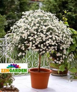 Beyaz çeşme papatyası argyranthemum limero white 3 fide
