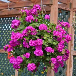 Mor sarkan sakız sardunya fidesi ithal pelargonium ivy violet