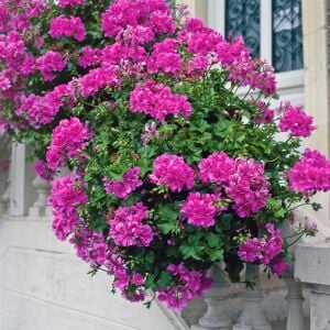 Mor sarkan sakız sardunya fidesi ithal pelargonium ivy violet