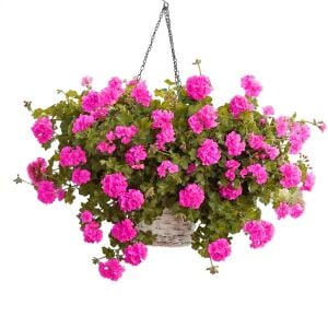 Mor sarkan sakız sardunya fidesi ithal pelargonium ivy violet