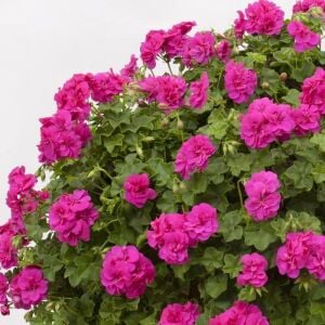 Mor sarkan sakız sardunya fidesi ithal pelargonium ivy violet