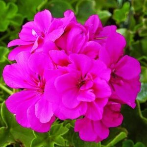 Mor sarkan sakız sardunya fidesi ithal pelargonium ivy violet