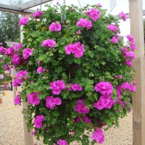 Mor sarkan sakız sardunya fidesi ithal pelargonium ivy violet