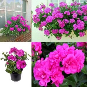 Mor sarkan sakız sardunya fidesi ithal pelargonium ivy violet