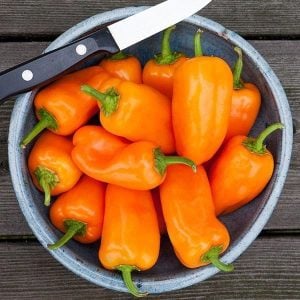 Turuncu piknik biberi tohumu