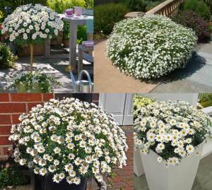 Beyaz çeşme papatyası argyranthemum limero white 7 yada 9 cm saksıda
