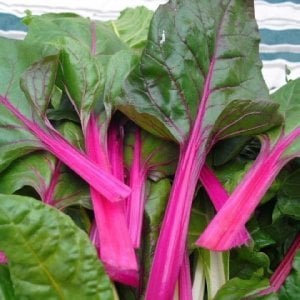 Pink lipstick pembe pazı tohumu chard