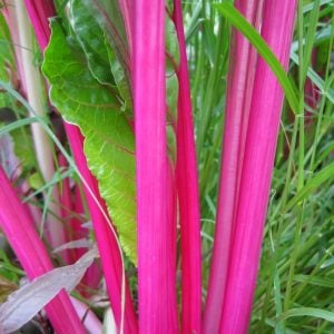 Pink lipstick pembe pazı tohumu chard