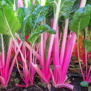Pink lipstick pembe pazı tohumu chard