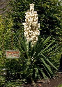 Yuka soğanı avize çiçeği yucca filamentosa 1 adet