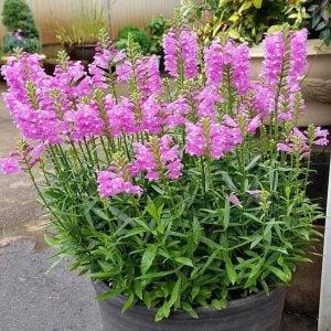Sadakat çiçeği mor physostegia virginiana rosea