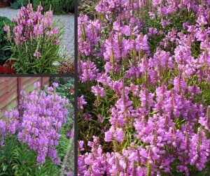 Sadakat çiçeği mor physostegia virginiana rosea