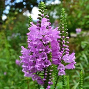 Sadakat çiçeği mor physostegia virginiana rosea