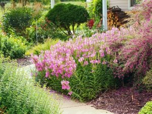Sadakat çiçeği mor physostegia virginiana rosea