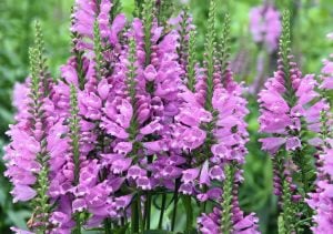 Sadakat çiçeği mor physostegia virginiana rosea