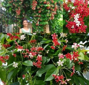 Bindallı sarmaşığı fidanı Çin hanımeli quisqualis indica