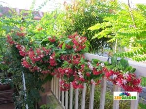 Bindallı sarmaşığı fidanı Çin hanımeli quisqualis indica