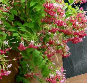 Bindallı sarmaşığı fidanı Çin hanımeli quisqualis indica