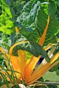 Orange fantasia turuncu pazı tohumu chard