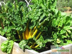 Orange fantasia turuncu pazı tohumu chard