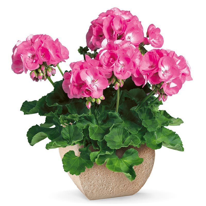 Pembe sardunya fidesi grandeur pink