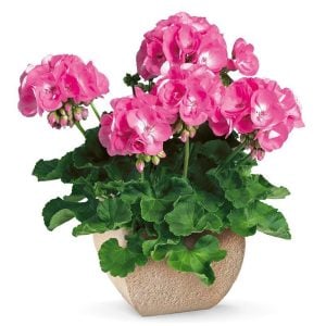 Pembe sardunya fidesi grandeur pink