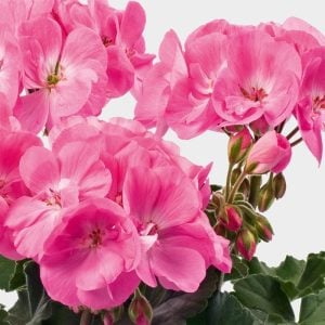 Pembe sardunya fidesi grandeur pink