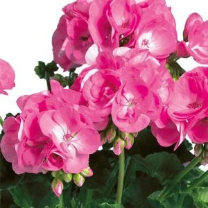Pembe sardunya fidesi grandeur pink