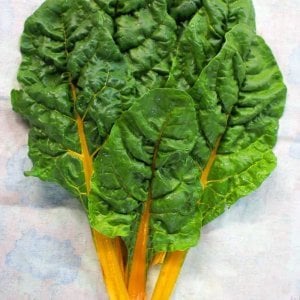 Orange fantasia turuncu pazı tohumu chard
