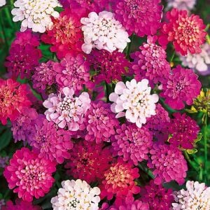 Karışık renkler iberis tohumu girit çiçeği candytuft