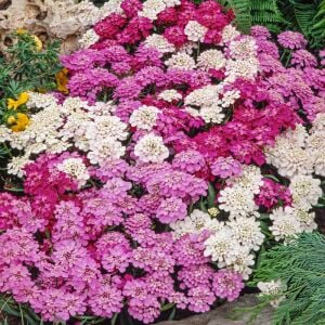 Karışık renkler iberis tohumu girit çiçeği candytuft