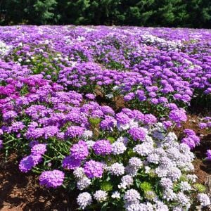 Karışık renkler iberis tohumu girit çiçeği candytuft