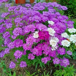 Karışık renkler iberis tohumu girit çiçeği candytuft
