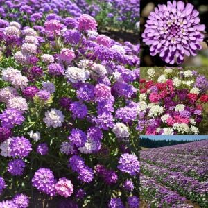 Karışık renkler iberis tohumu girit çiçeği candytuft