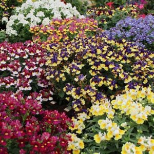 Bordo gül nemezya çiçeği fidesi nemesia mareto burgundy rose