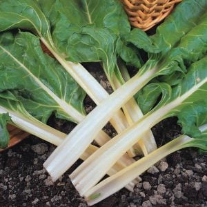Fordhook giant beyaz pazı tohumu chard