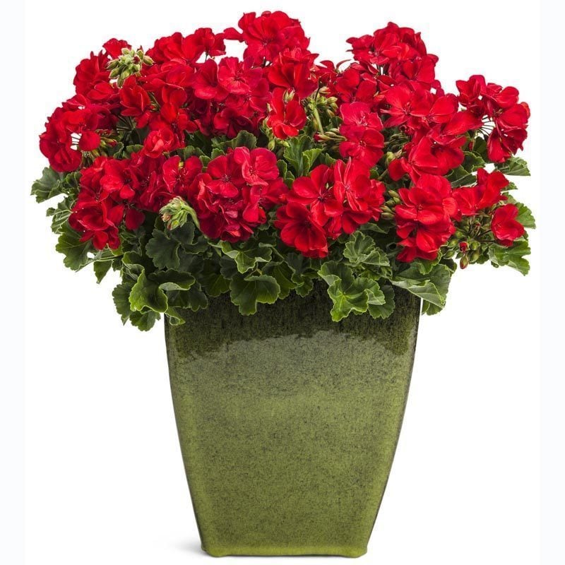 Biber kırmızı sardunya fidesi grandeur red fire pepper