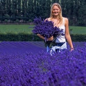 İngiliz lavanta tohumu lavandula angustifolia vera