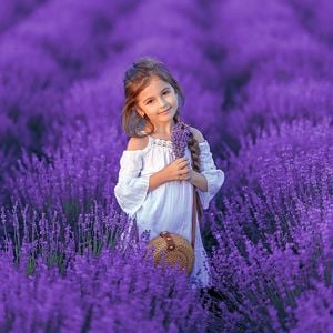 İngiliz lavanta tohumu lavandula angustifolia vera