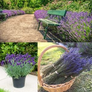 İngiliz lavanta tohumu lavandula angustifolia vera