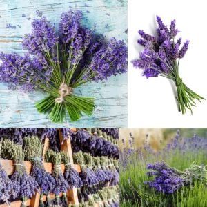 İngiliz lavanta tohumu lavandula angustifolia vera