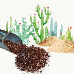 Kaktüs çimlendirme toprağı seti 2 litre