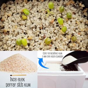 Kaktüs çimlendirme toprağı seti 2 litre