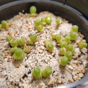 Kaktüs çimlendirme toprağı seti 2 litre