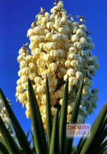 Yuka soğanı avize çiçeği yucca filamentosa 25 adet