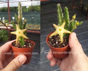 Stapelia divaricata sukulent bitki