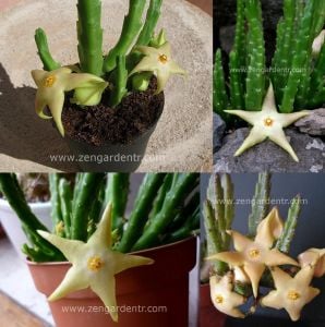 Stapelia divaricata sukulent bitki